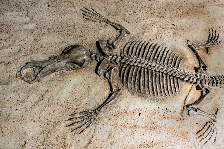 an animal skeleton with a long tail in a rock wall