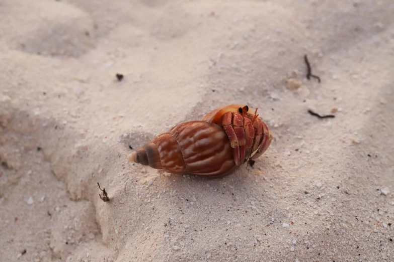 a small orange shell on sandy beach