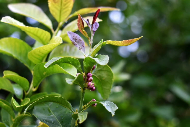 a group of berries growing on top of a green tree