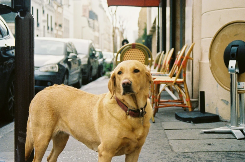 the yellow dog is standing in front of the sidewalk