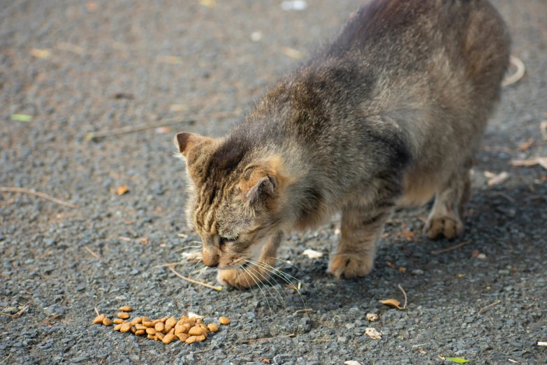 a cat that is looking at some food on the ground