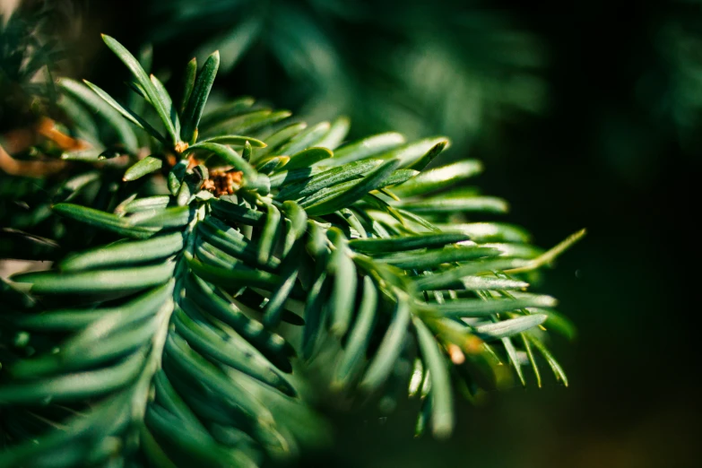 the leaves of an evergreen nch, which is almost green