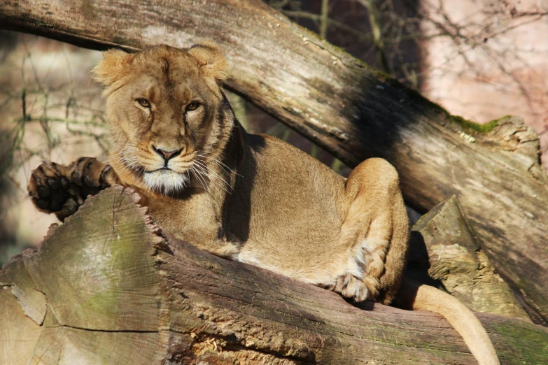 a close up of a cat on top of a log