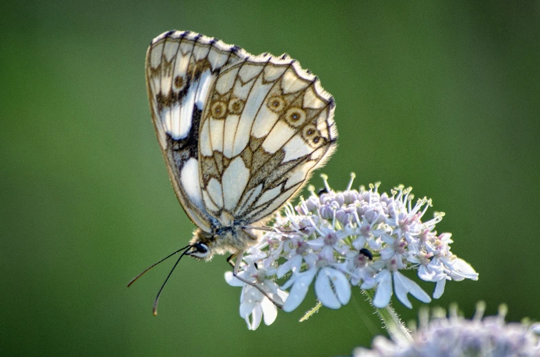 a white erfly on top of a flower