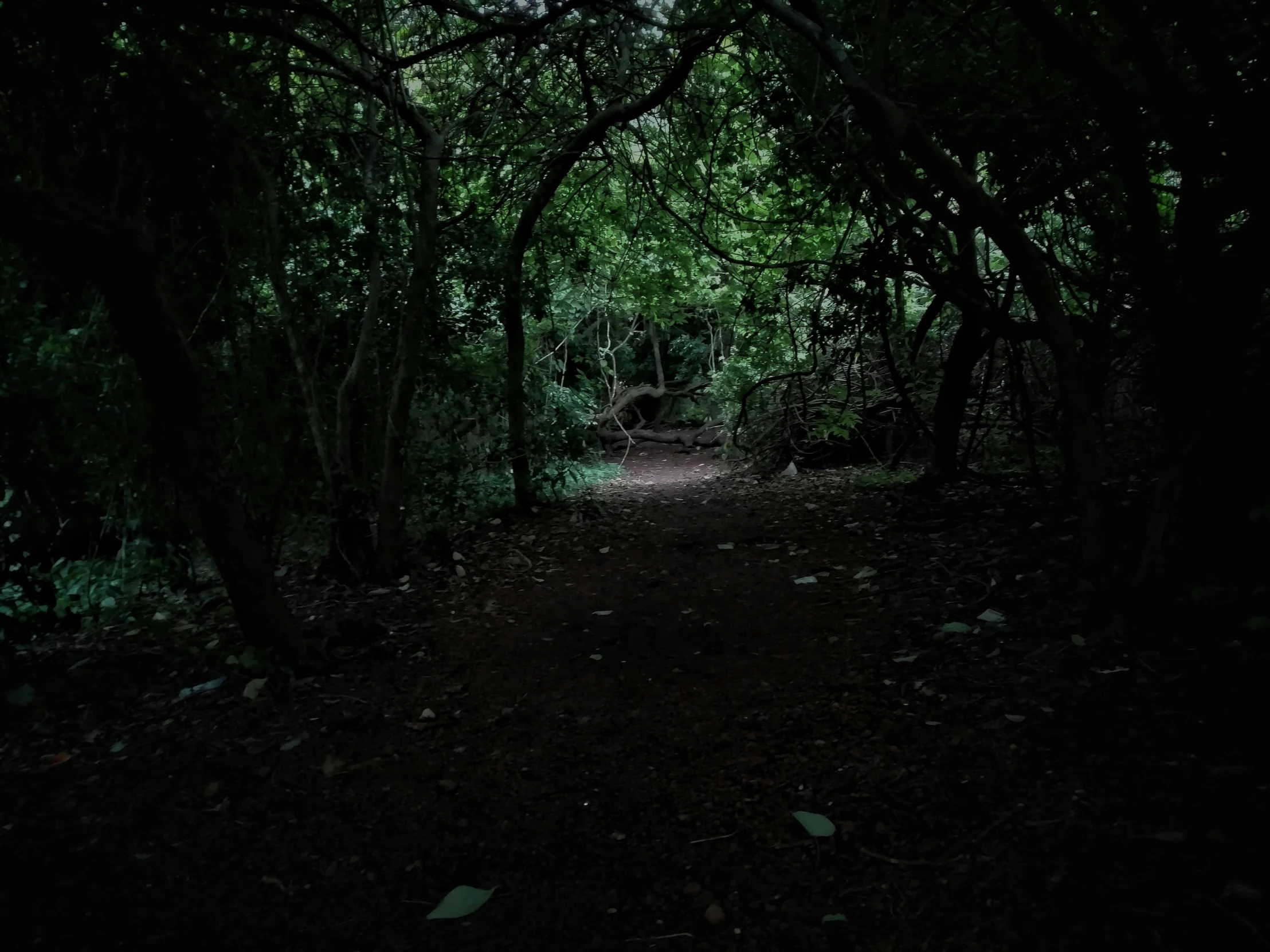 there is a long tunnel between many trees