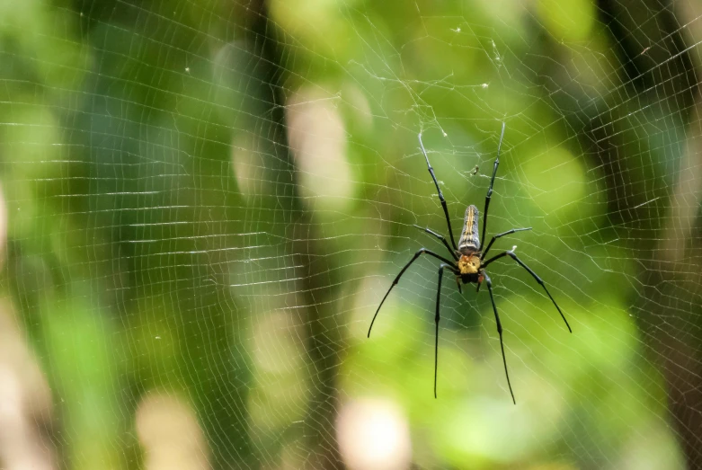 a spider in the center of its web