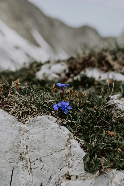 a single flower sitting on a rock next to some snow