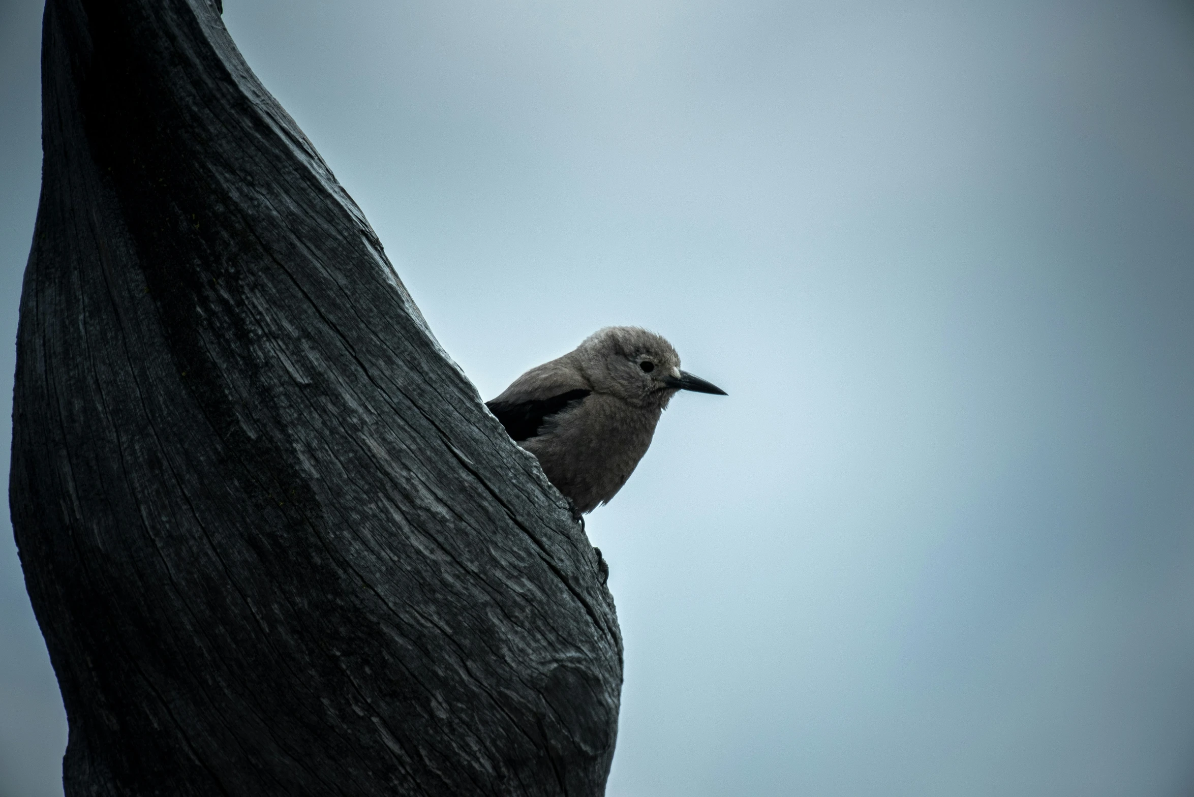 a bird sitting on top of a stone ledge