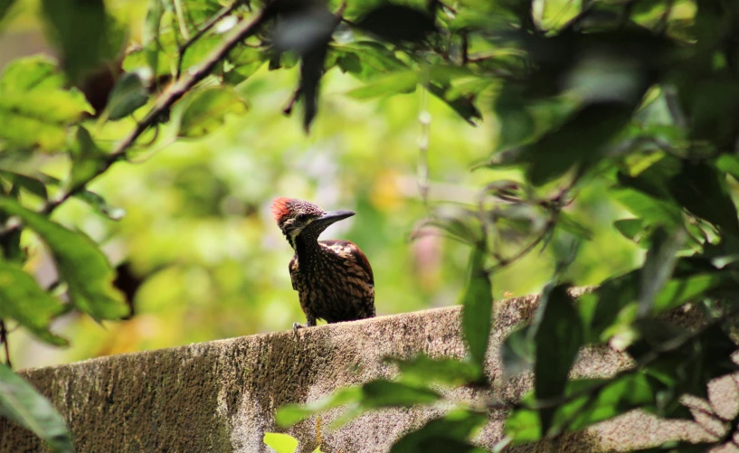 a bird perched on top of a concrete wall