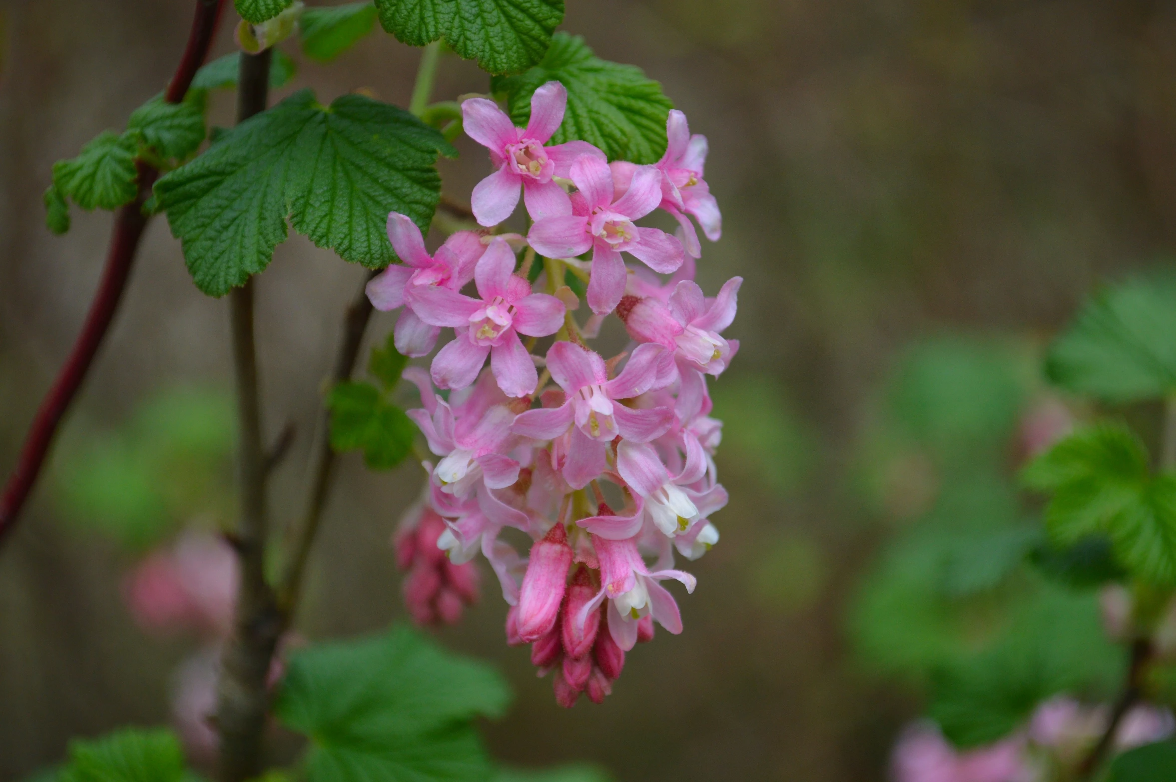 pink flowers blooming on a green plant