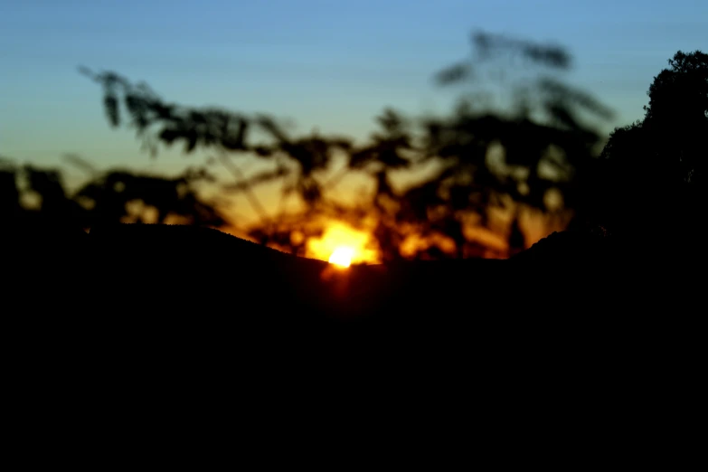 a po taken from a tree that has the sun behind it