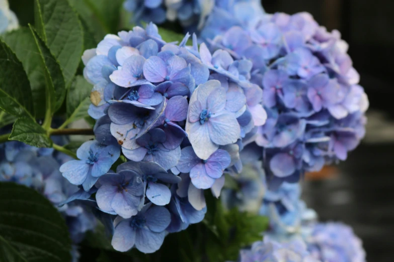 blue flowers with dark green leaves and water droplets