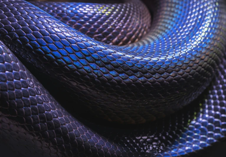 a blue and black snake laying down next to each other