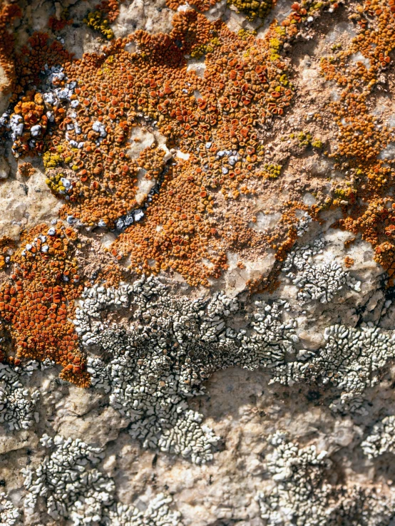 lichens and moss on a rock face