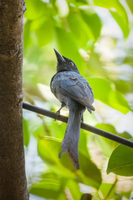 a bird sitting on a nch near some leaves