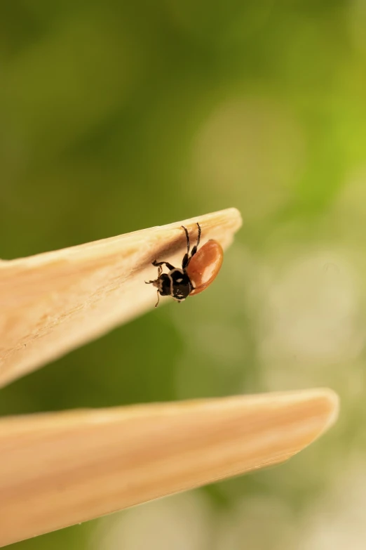 a bug sitting on top of a wooden object