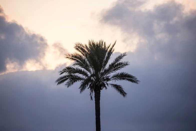 the silhouette of a palm tree is against a cloudy sky