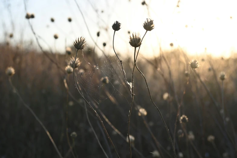 the sun shines brightly behind a field of tall weeds