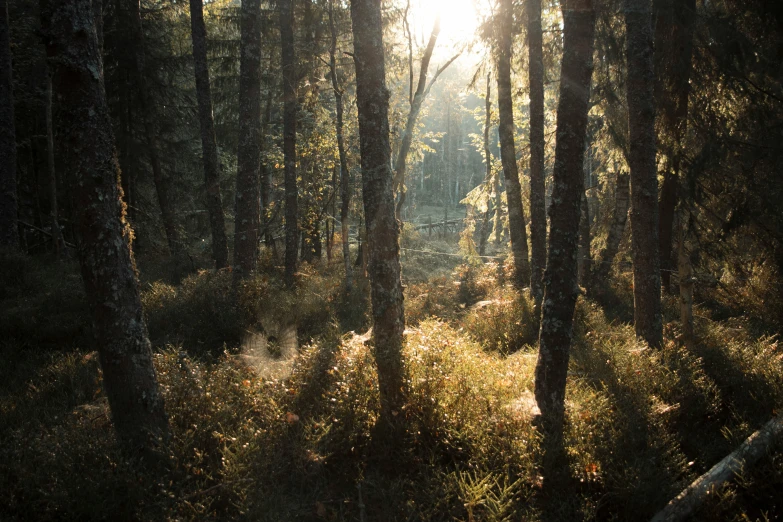 sun is seen through the trees in the middle of the woods