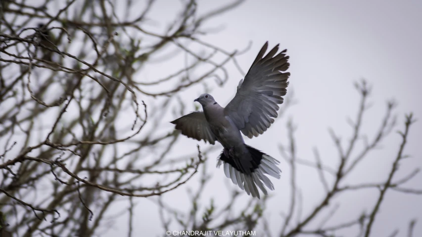 bird that is flying in the air near a tree