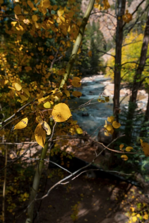 an autumn scene with a stream in the foreground and colorful trees