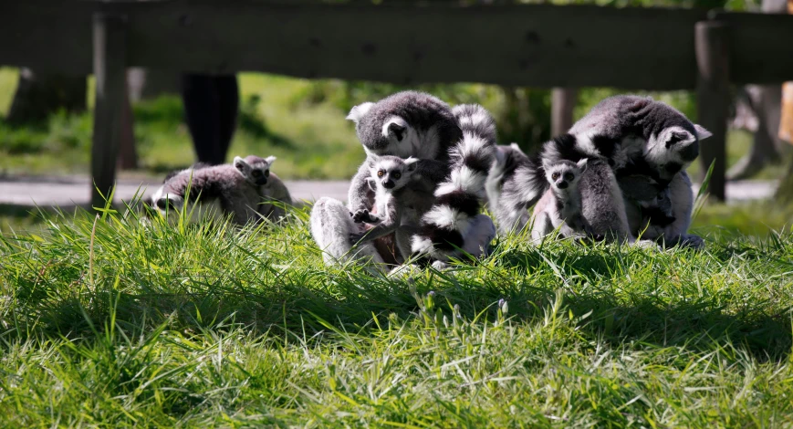 three monkeys in the grass under a bench