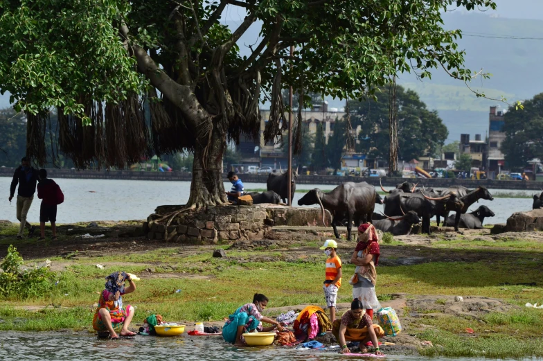 some people and cows by a body of water