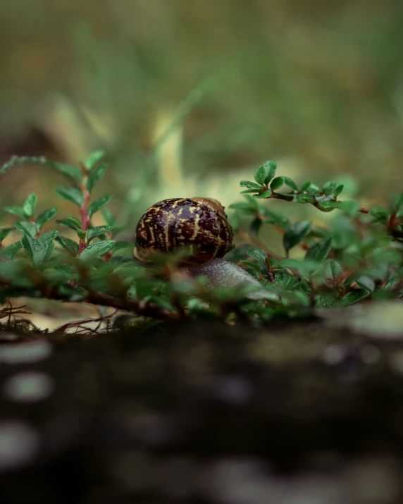 a snail is crawling around on some shrubbery