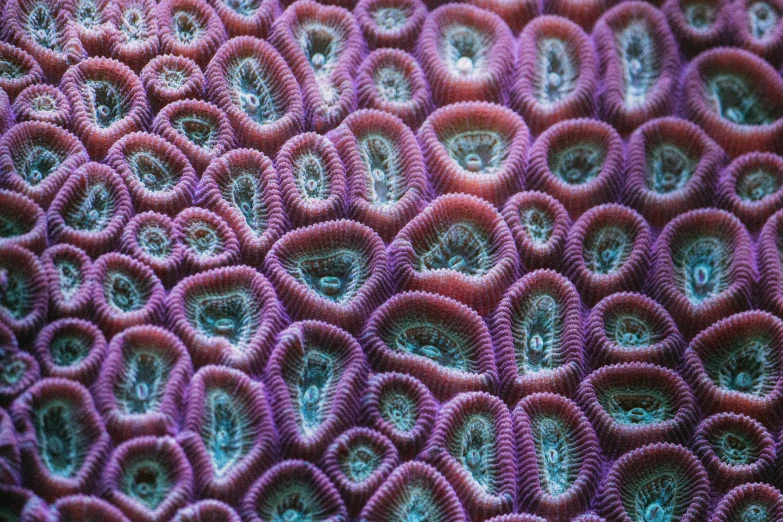 closeup of bright pink, ornate pattern on an ocean sponge