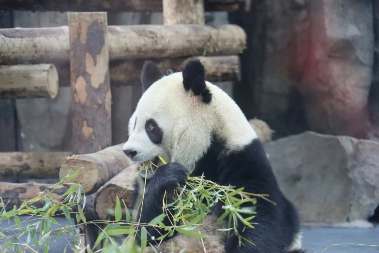 a panda bear is sitting down and eating some bamboo