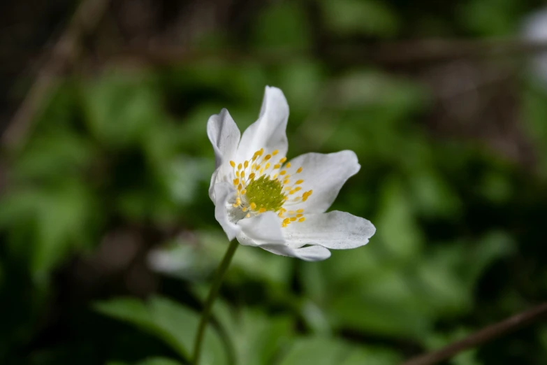 a small white flower with a yellow center sitting on a stem