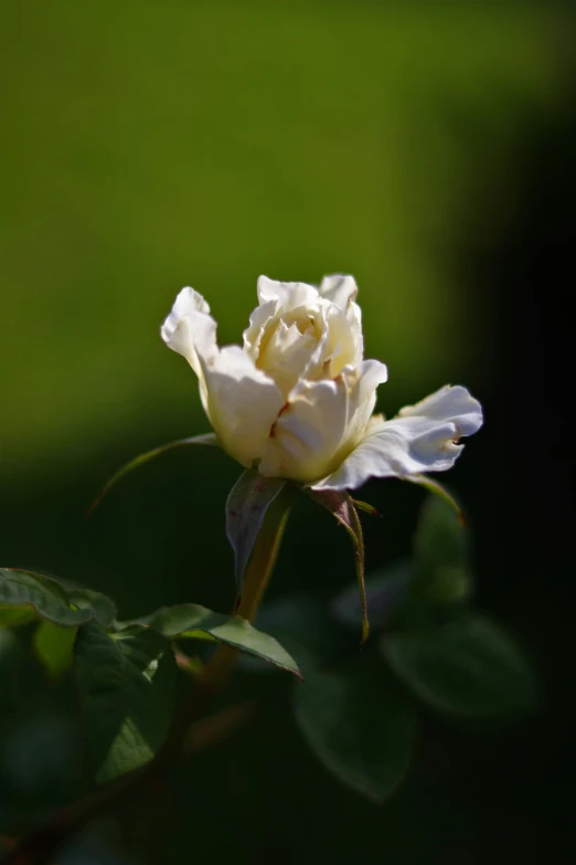 the rose has very thin buds for petals