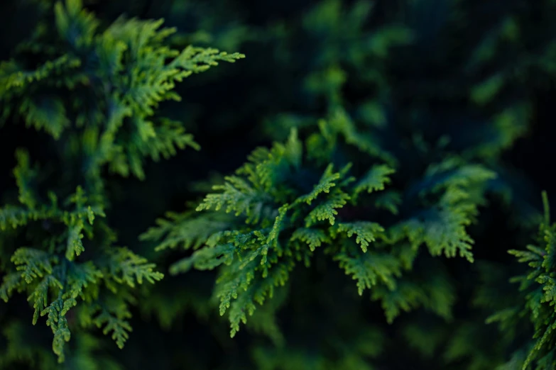 the leaves of a pine are green in color