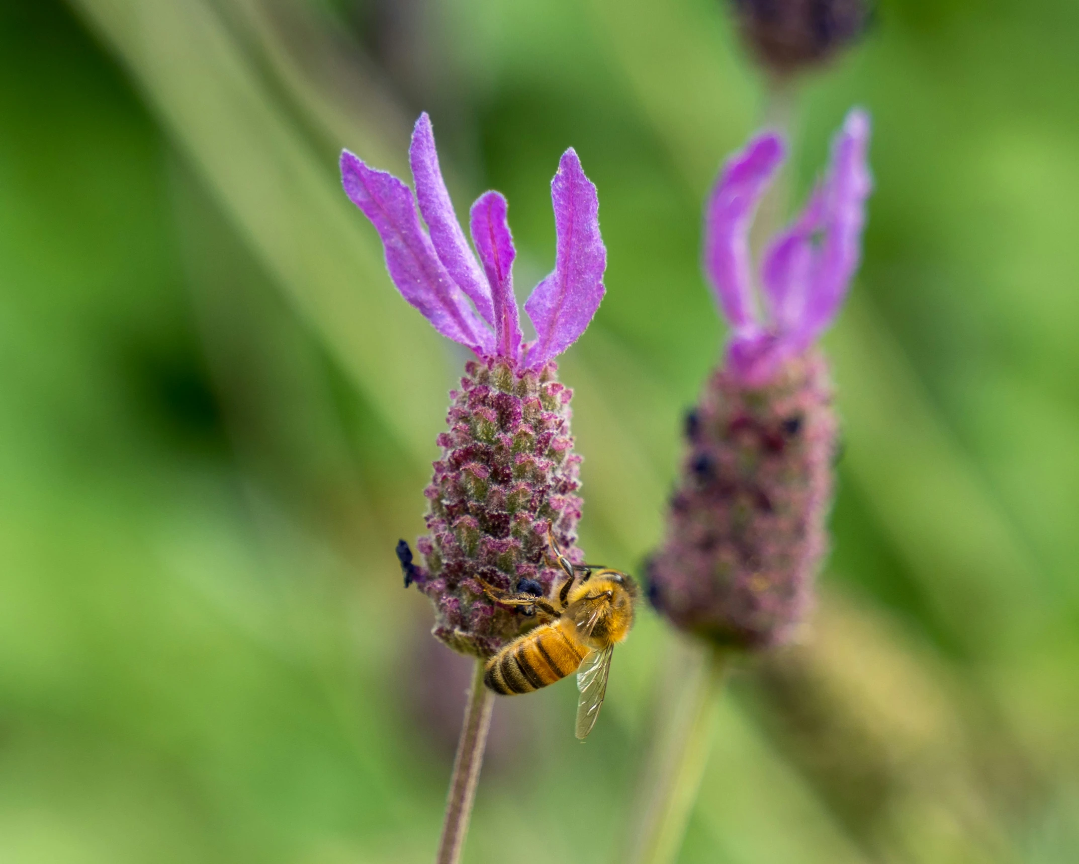 a bee is gathering nectar on a purple flower