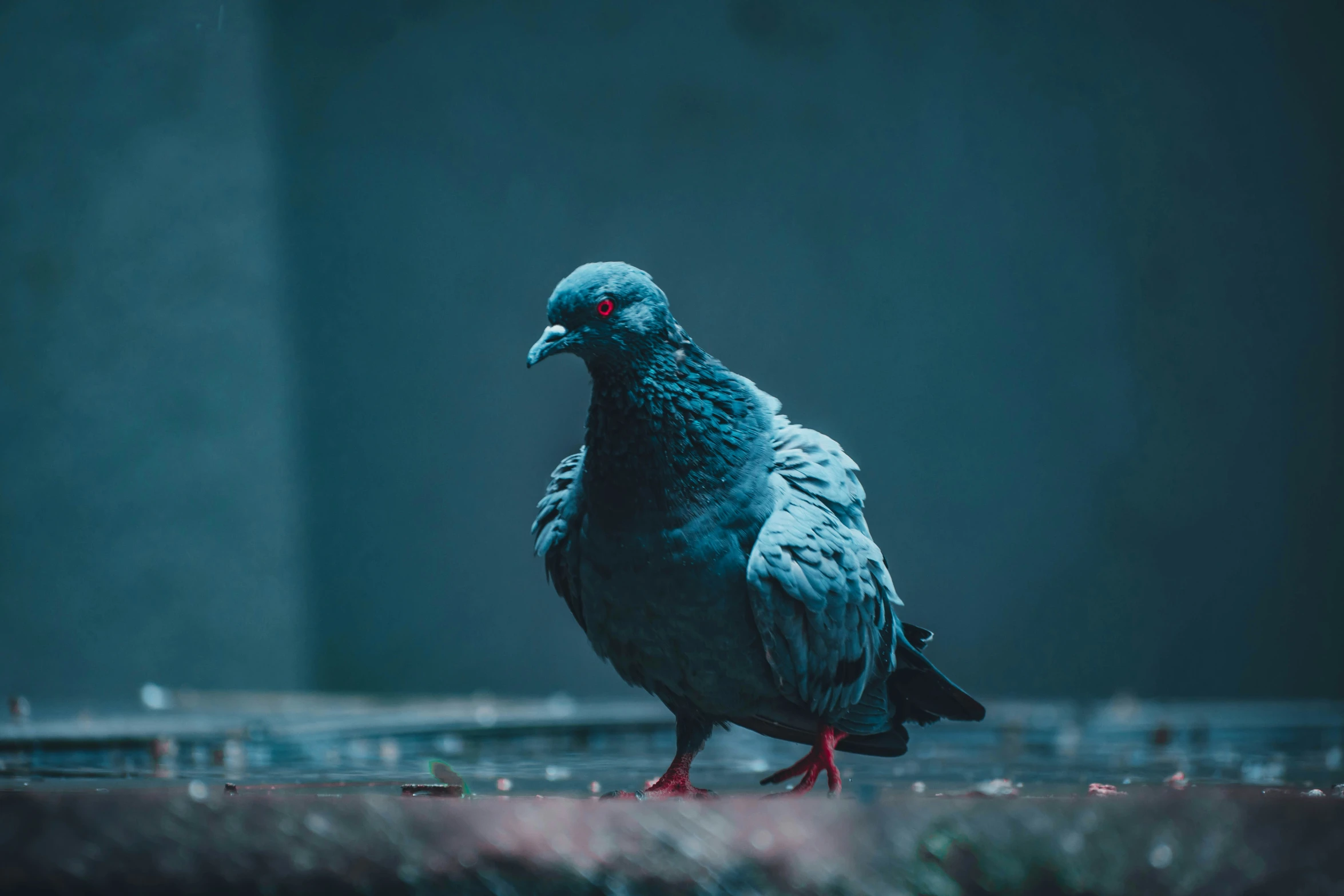 a large bird standing on a surface of a building