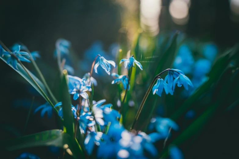 a bouquet of blue flowers is in a vase