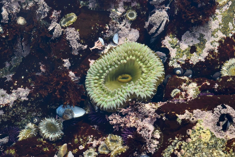 a small sea anemone on the ocean bed
