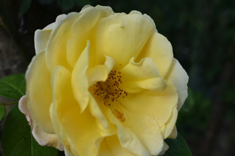 a yellow rose that has a white center and yellow blooms