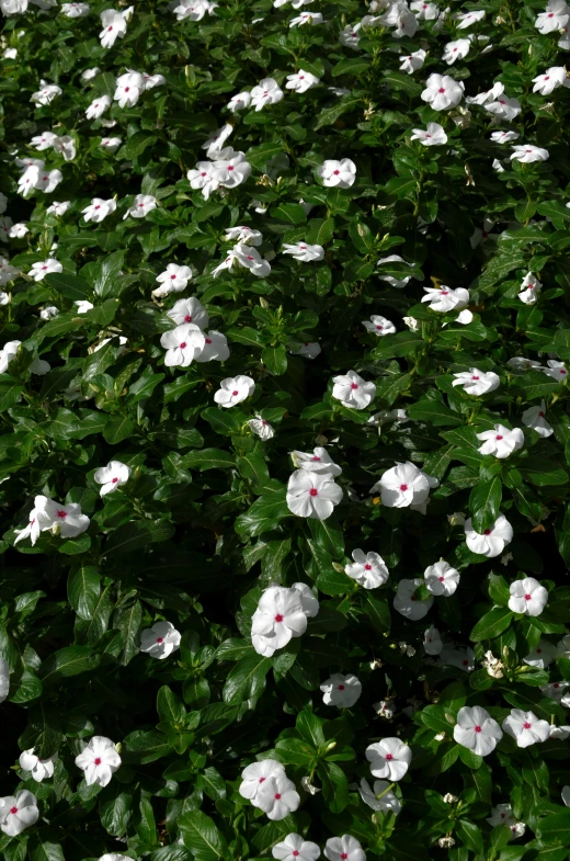 white flowers are growing on a shrub with green leaves