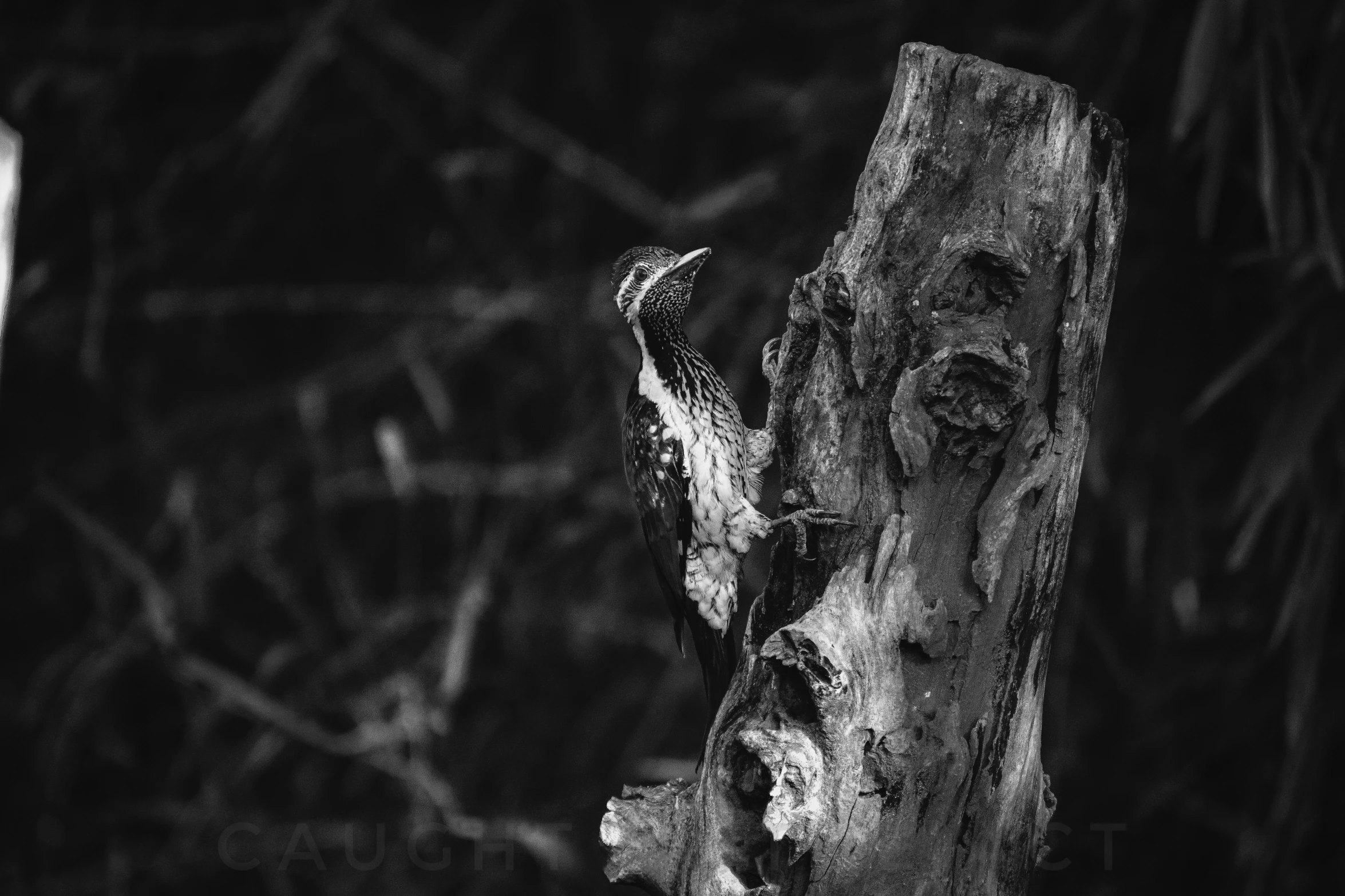 the bark of a large tree stump that is cut in half