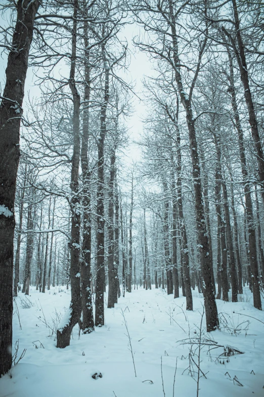 a group of trees standing next to each other in a forest