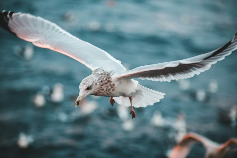 white and gray bird flying above water at daytime