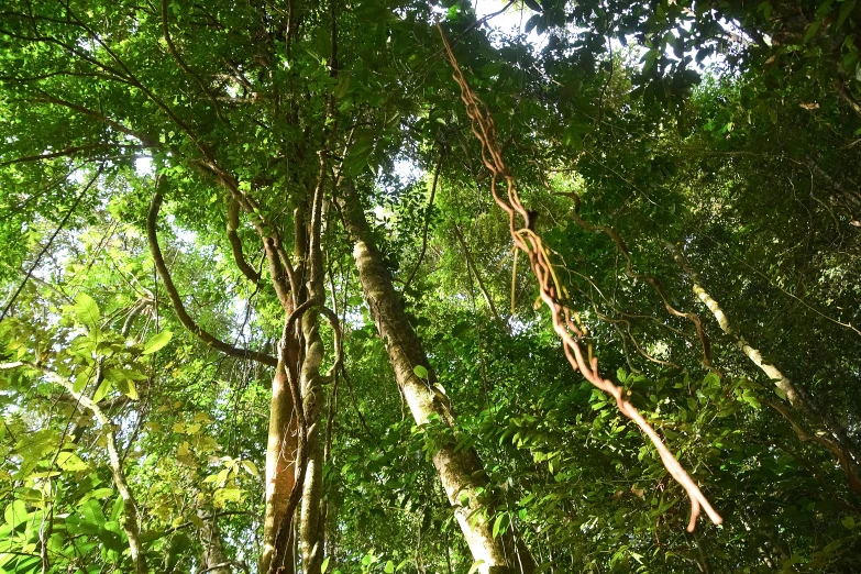 tall and green trees in the forest under bright sun