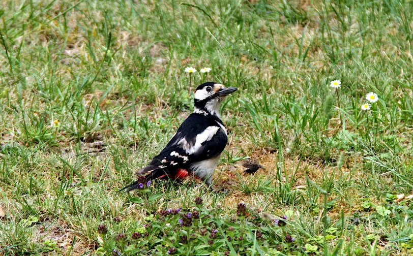 a black and white bird standing on the ground in a field