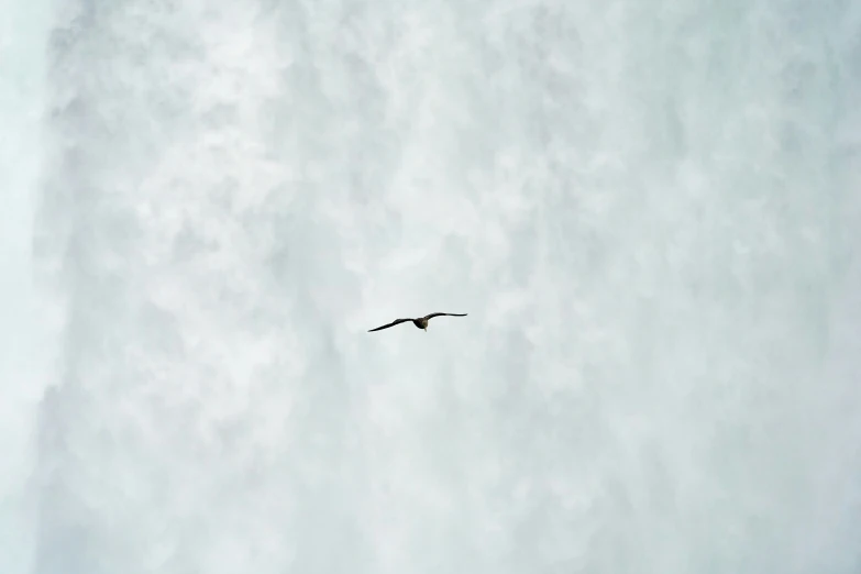 a bird is flying in the sky