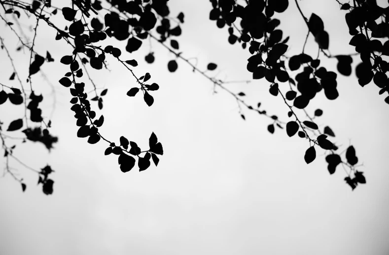a black and white po of a tree with berries on it
