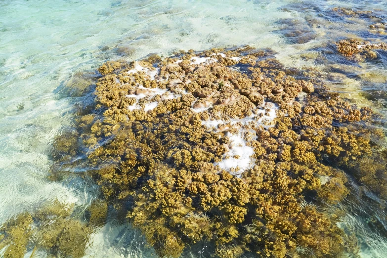 an aerial view of some sand covered with green algae