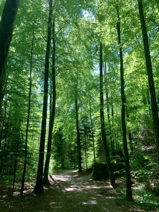 the trail winds through a heavily forested forest