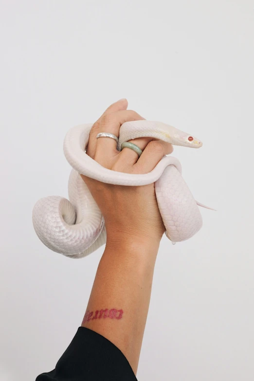 a person is holding a white snake in their hand