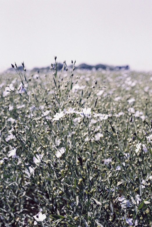 wildflowers growing out of the grass on a hill